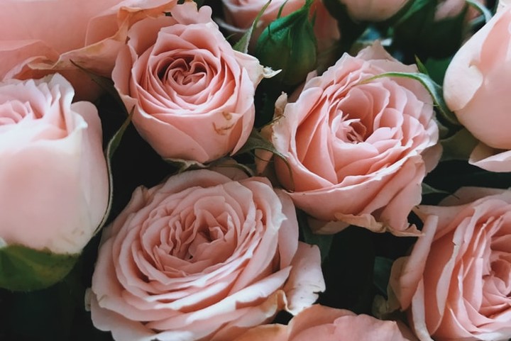 Pensez à vos photos de communion Roses